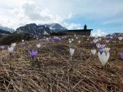 20 Crocus, Roccolo del Tino, Corno Branchino ed Arera